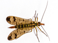 Panorpa cognata